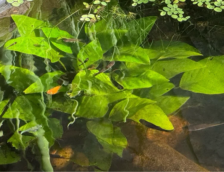 Fancy Plant