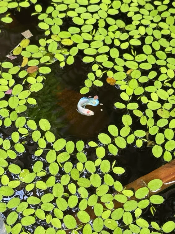 Little Fish for the Pond