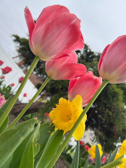 Have a beautiful day 🌹🌷