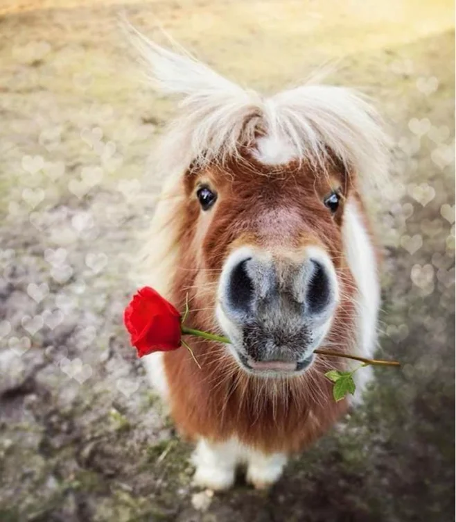 a pony! 