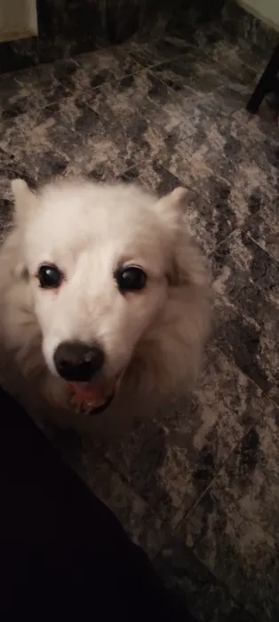 Yue's vet bills (pt 2)