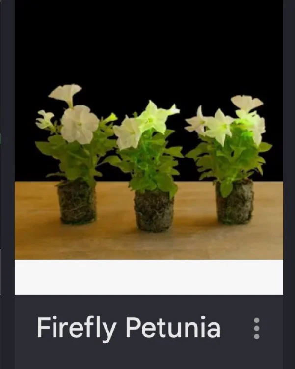 Firefly petunias 