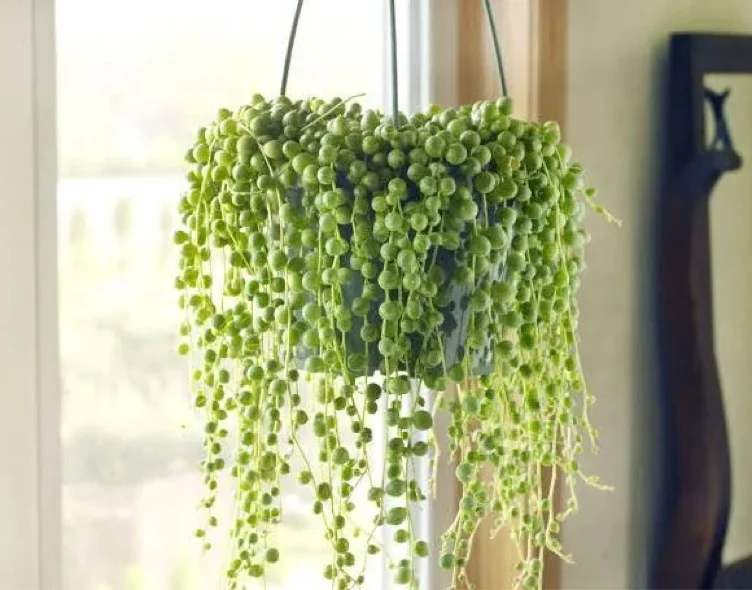 String of pearls