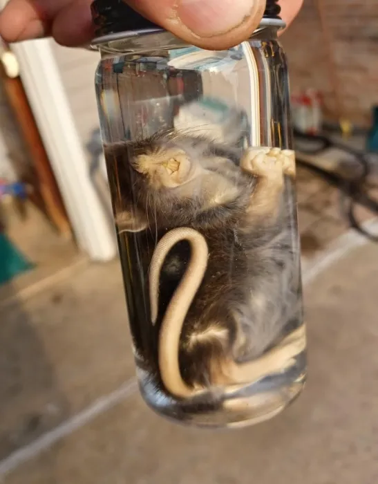 Wet Specimen supplies