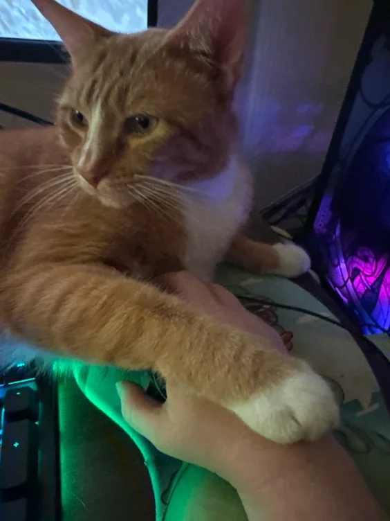 Mother I require treats and food 