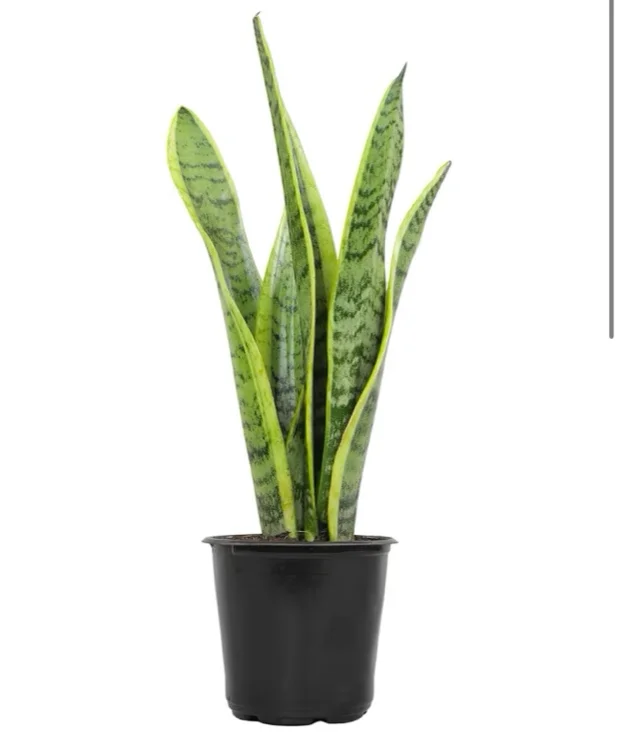 Snake plant