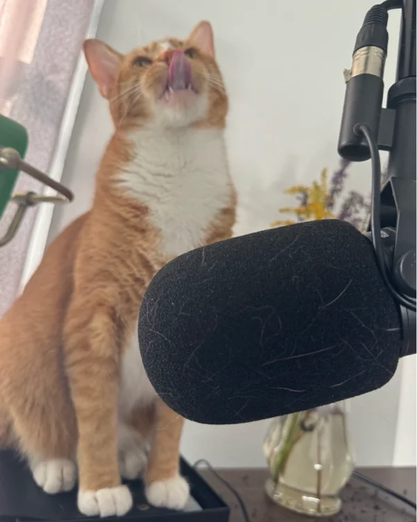 Give me churu treats or I’ll do worse that ww2