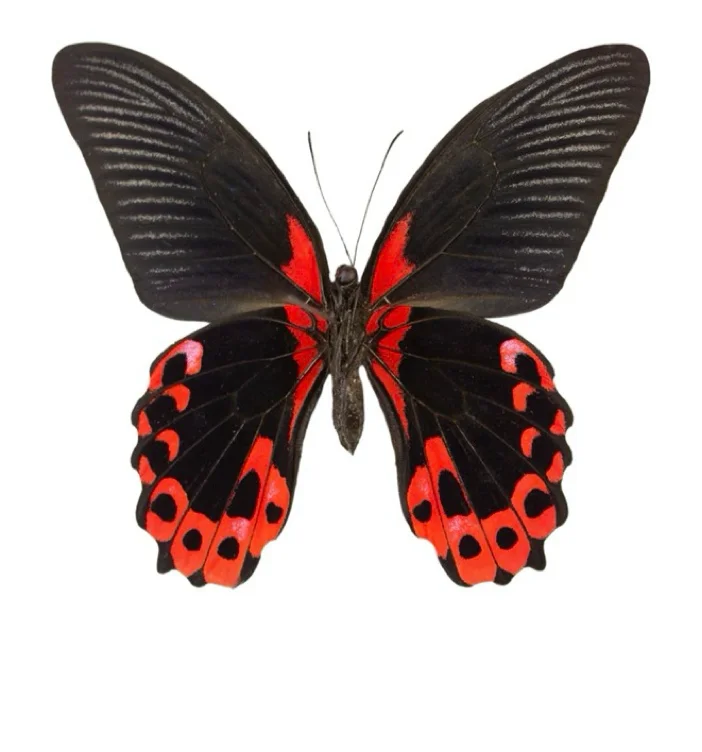 Papilio rumanzovia