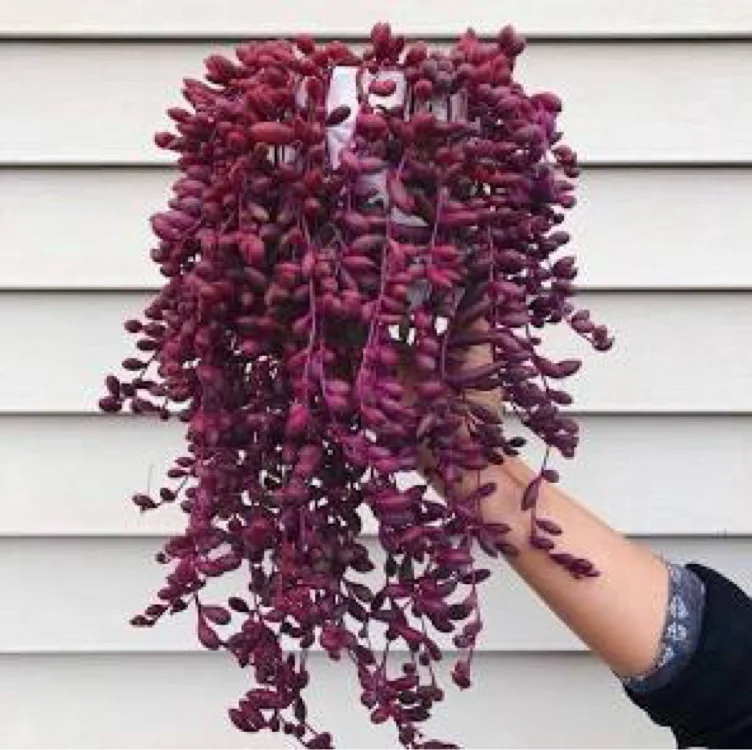 String of rubies (they turn red when dying)