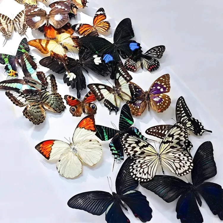 Pack of 35 mystery specimens 