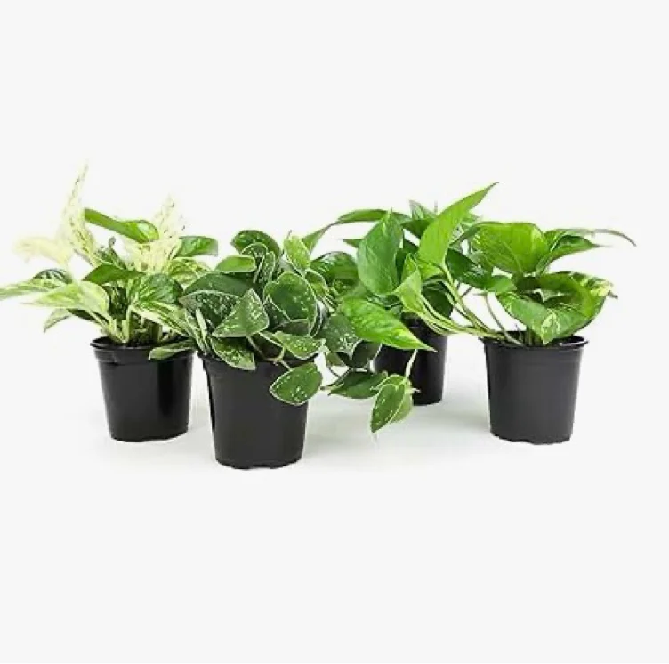 Pathos plant