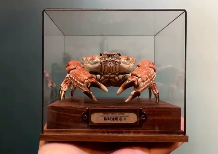 Crab meme