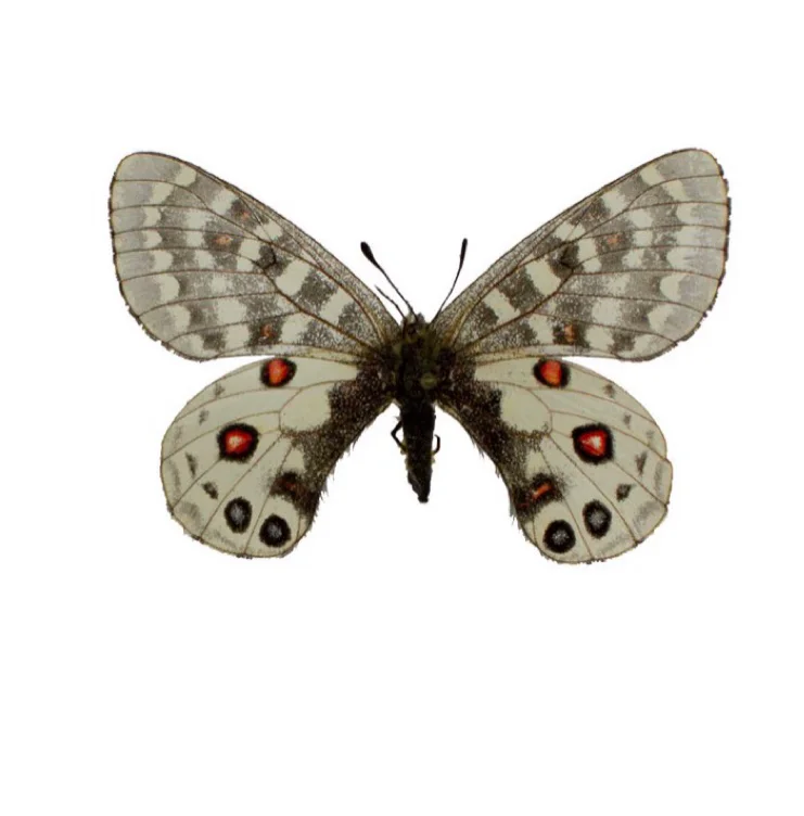 Parnassius orleans