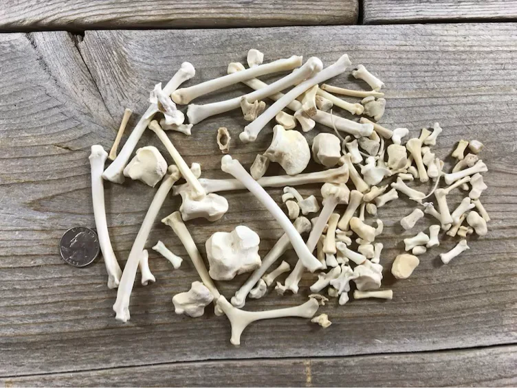 Bones for taxidermy 