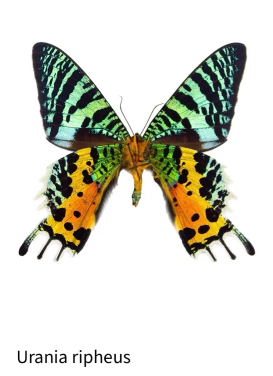 Urania ripheus