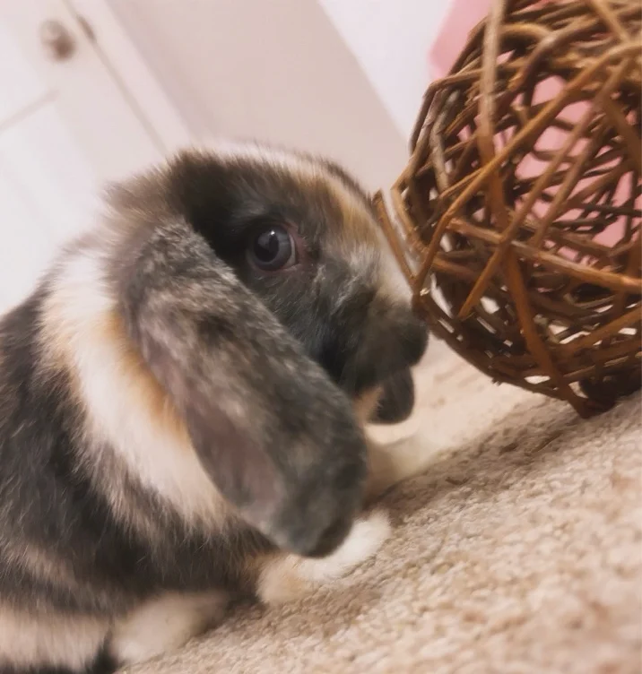 pet bambi <3