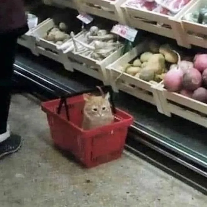Groceries✨💙