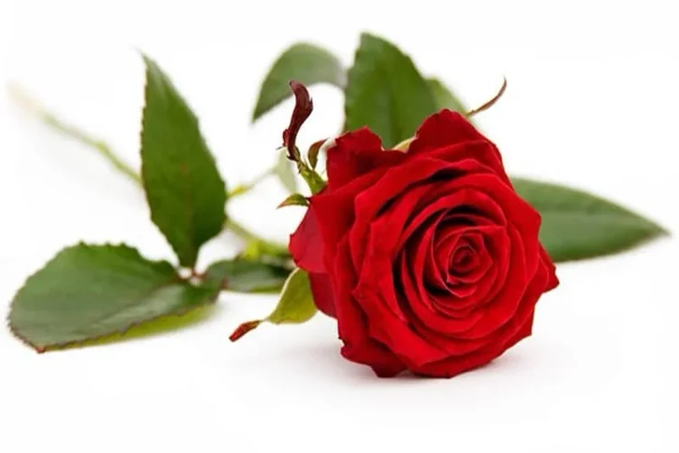 Send Me a rose 