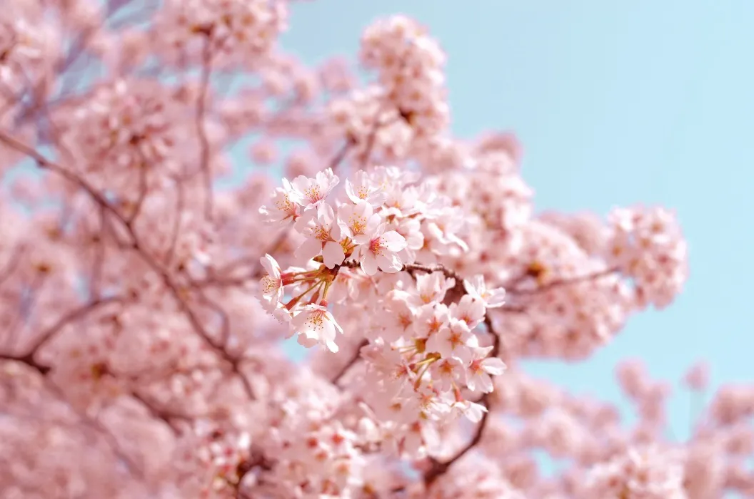 Level 1 Japanese Language Course (Online)