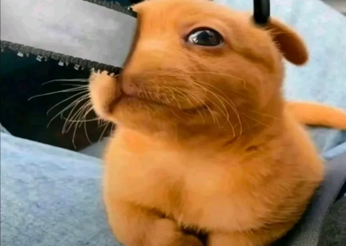 Final Payment VTuber (KOFI / PAYPAL)