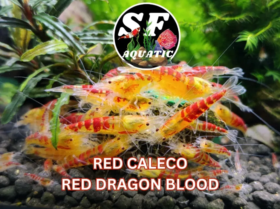 (11) Red Dragon Blood - Freshwater Neocaridina 