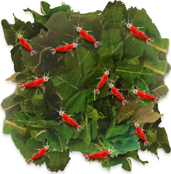 Dried Mulberry Leaves