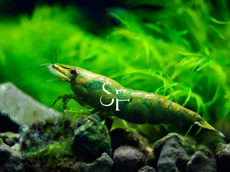 (11) Green Jade "Premium" - Freshwater Neocaridina