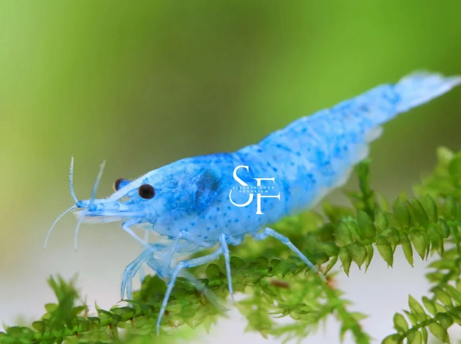 (22) Blue Velvet - Freshwater Neocaridina 