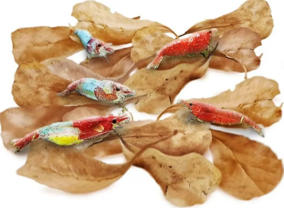 Indian Almond Leaves