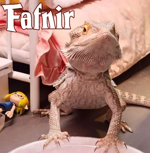 Special Treat for Lizard!