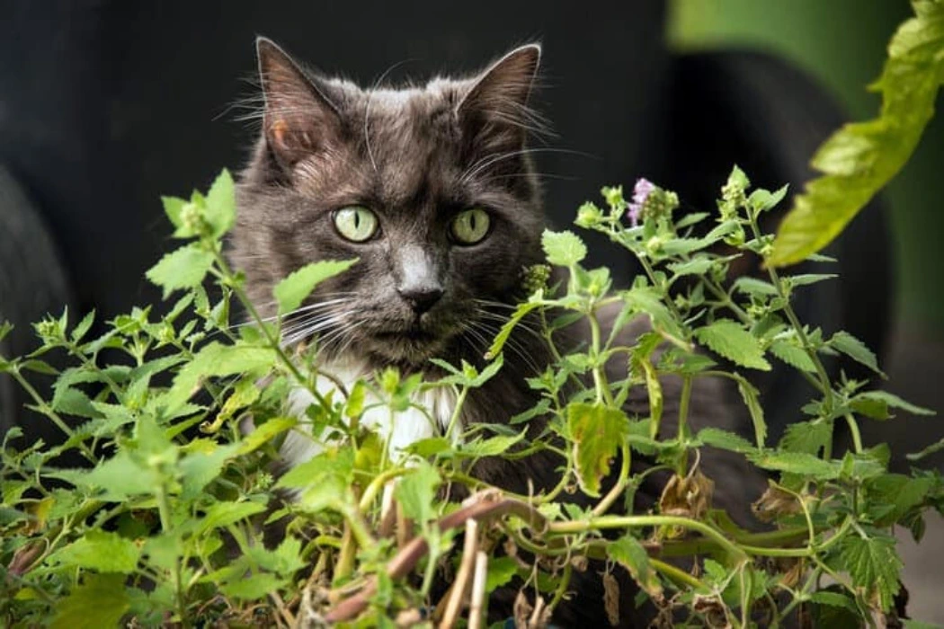 Catnip for Cat