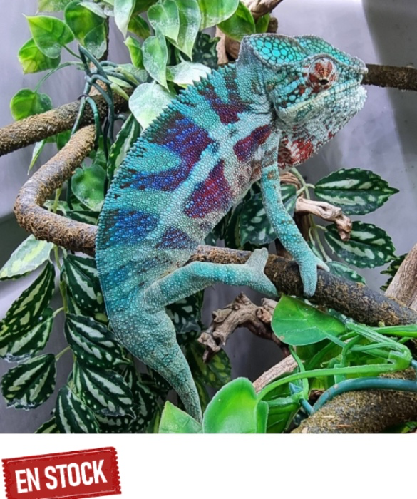 Panther Chameleon + Enclosure