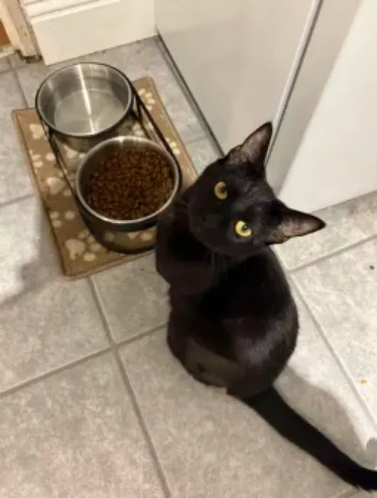 Cat stuff for Vesp and Velma!