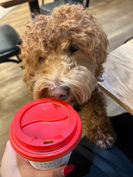 Fun day with pup🐶