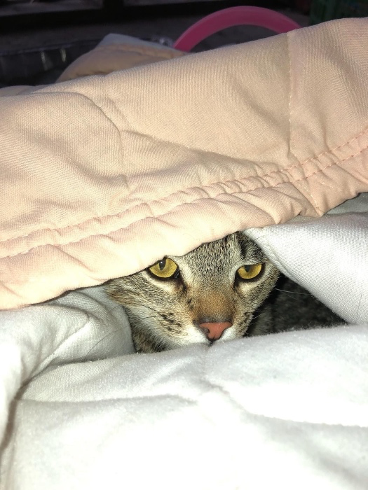 Emergency vet appointment for Catra 