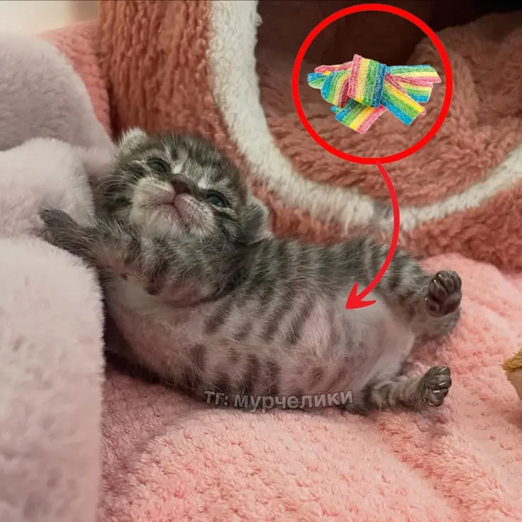 𝐁𝐮𝐲 𝐦𝐞 𝐝𝐢𝐧𝐧𝐞𝐫 (๑>؂•̀๑)