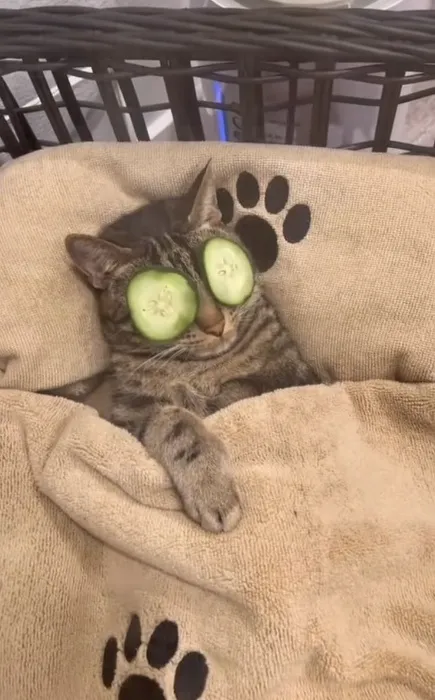 𝐁𝐮𝐲 𝐦𝐞 𝐬𝐤𝐢𝐧𝐜𝐚𝐫𝐞 (✿◠ᴗ◠)