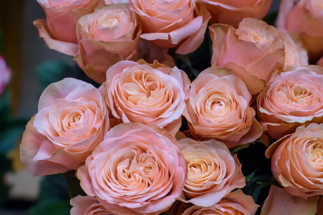Birthday Flowers