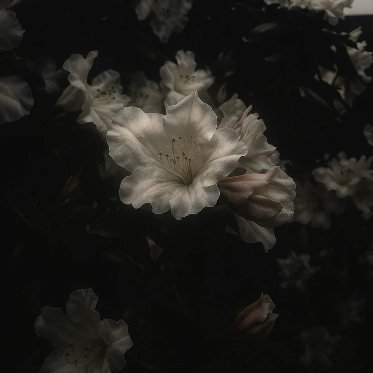 send me flowers :3