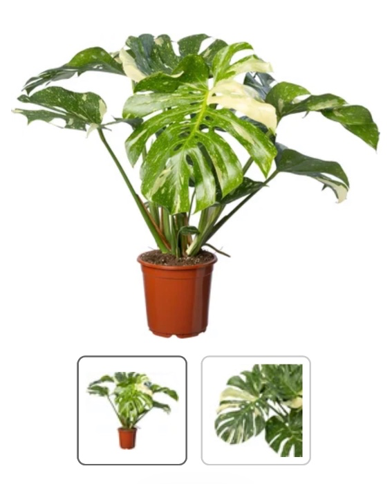 Monstera thai constellation