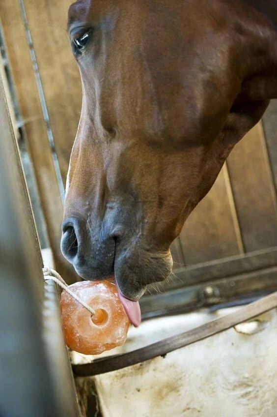 Horse Salt Licking Stone