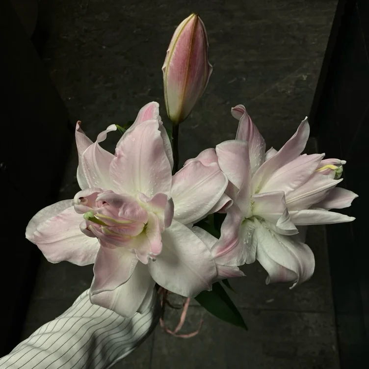 Lillies (£55)