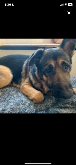 Chipping away vet bills 