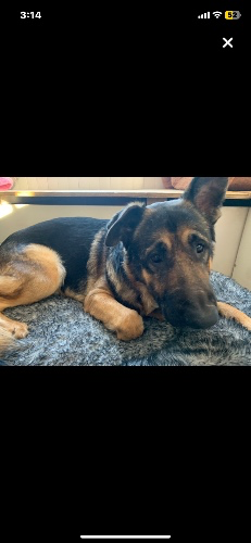 Chipping away vet bills