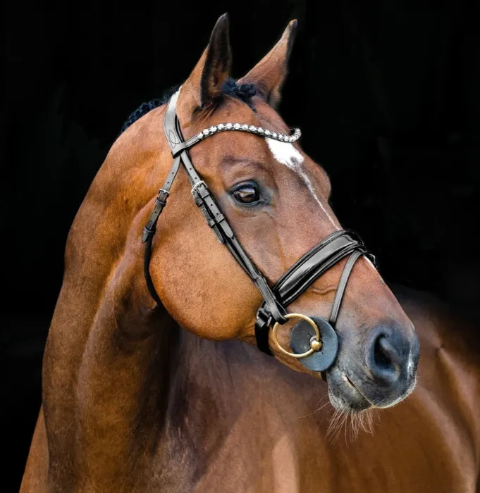 Black English Bridle