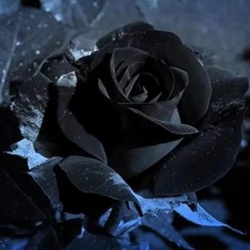 Rose for Goddess🖤✨