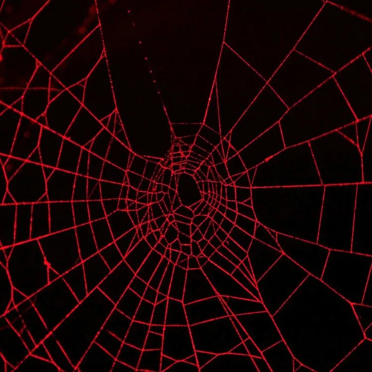stuck in my web. (500)