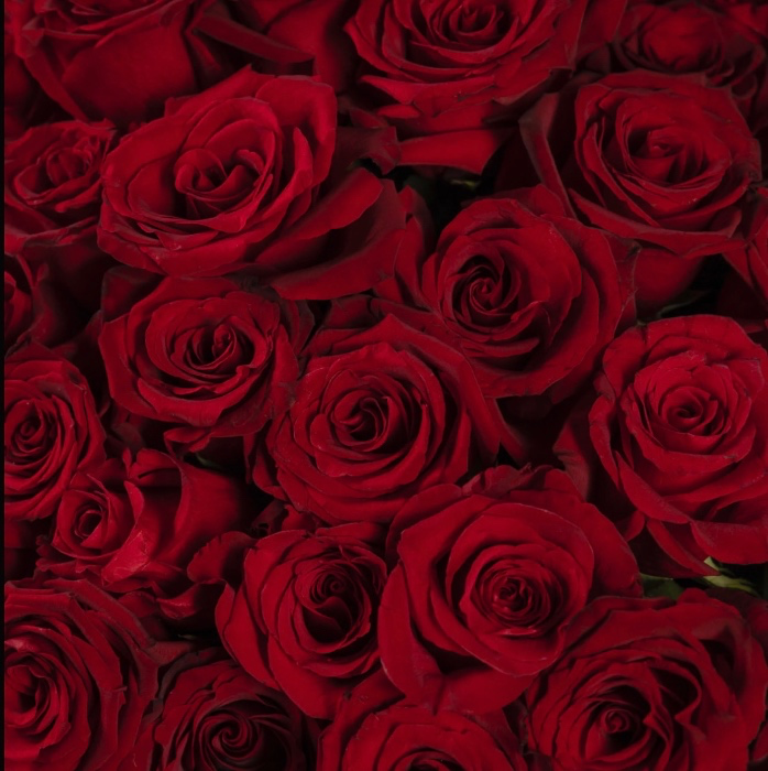 Red Roses