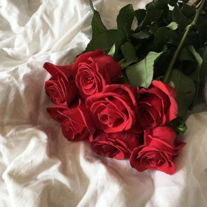 Red Roses🌹