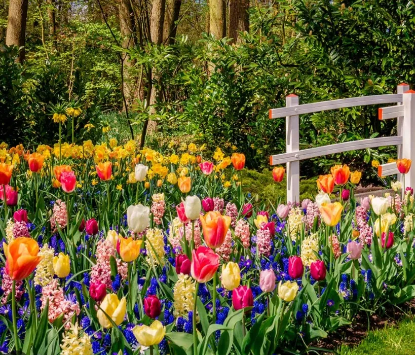 Spring Bulbs